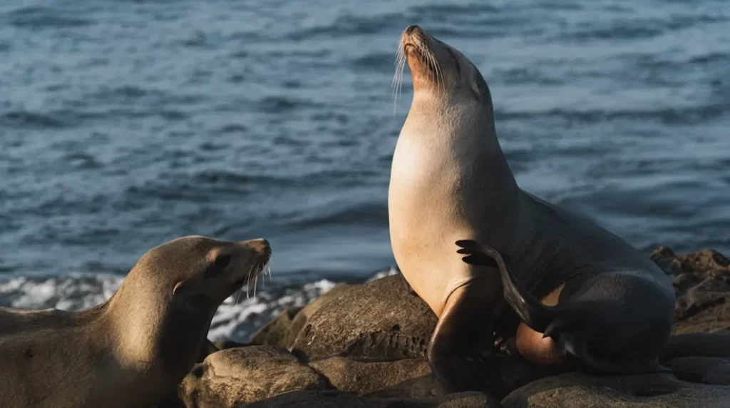 Leões-marinhos descansando em La Jolla Cove em San Diego