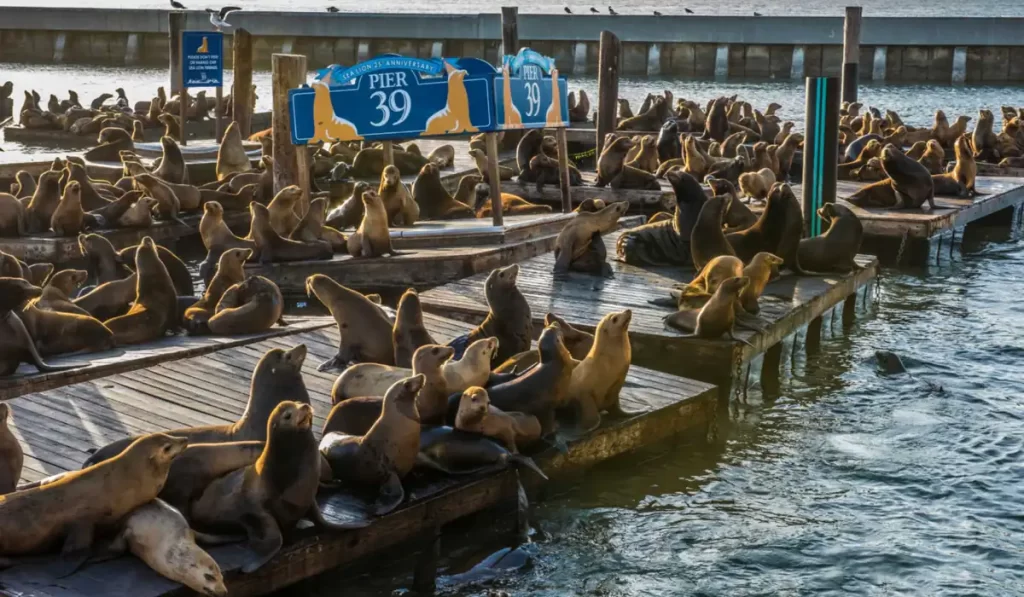 Os leões marinhos do Pier 39 são uma das atrações mais divertidas de São Francisco, atraindo visitantes que querem observar esses animais de perto no famoso Fisherman’s Wharf.
