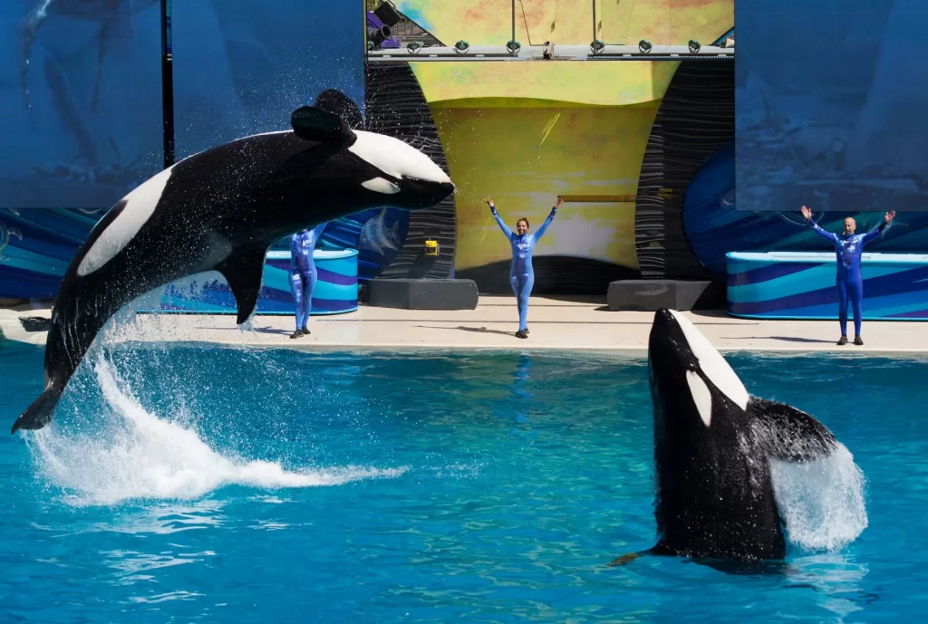 Show Orca Encounter, no SeaWorld San Diego