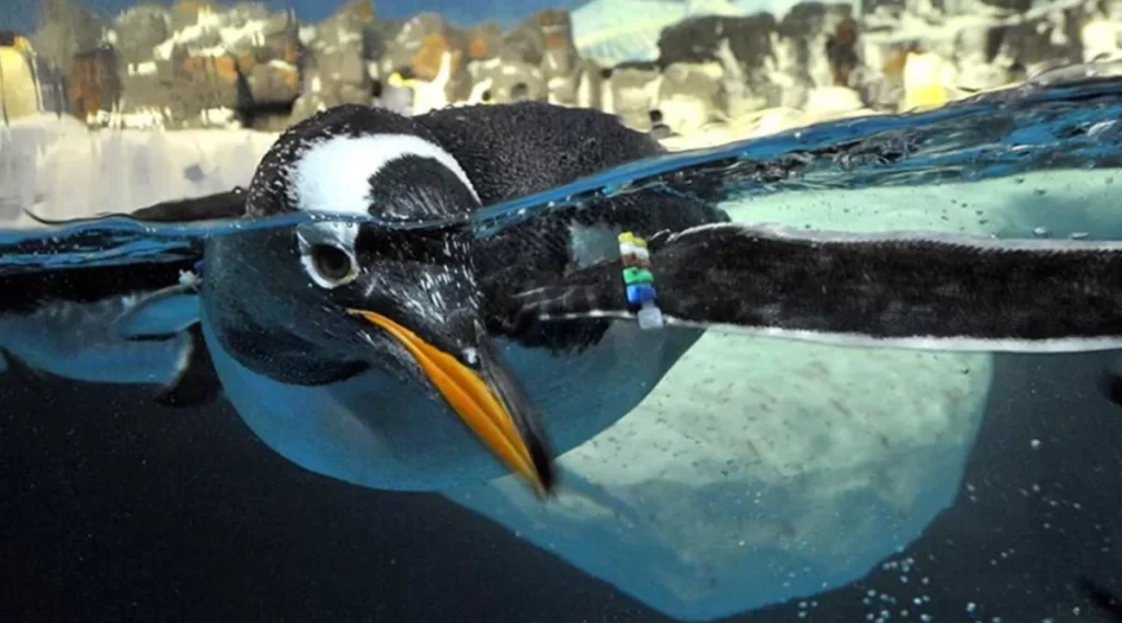 Pinguim nadando no habitat refrigerado do SeaWorld San Diego.