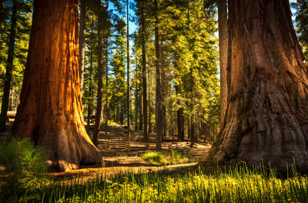 Troncos gigantes de sequoias em floresta iluminada pelo sol no Parque Nacional de Yosemite.